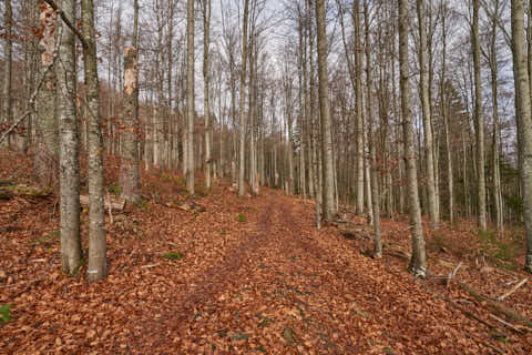 Gemeinde Sankt_Oswald-Riedlhütte Landkreis Freyung-Grafenau Großer Rachel Wanderweg (Dirschl Johann) Deutschland FRG